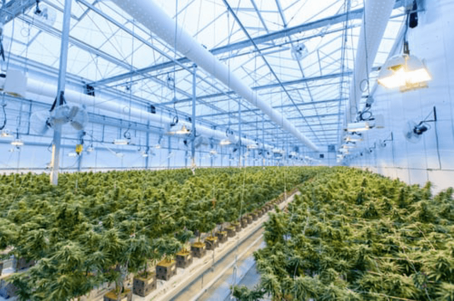 Cannabis Real-Time Video Surveillance